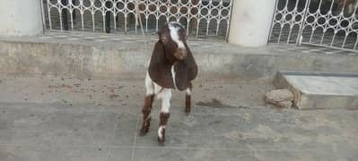 0 size bakra for sale