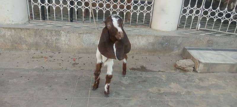 bakra for sale 0