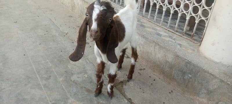 bakra for sale 1