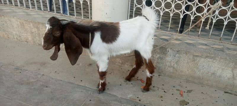 bakra for sale 2