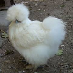 silkie hens Fertile eggs for sale