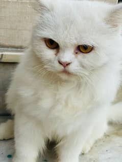 3Original persian cats White colour / Five fase.