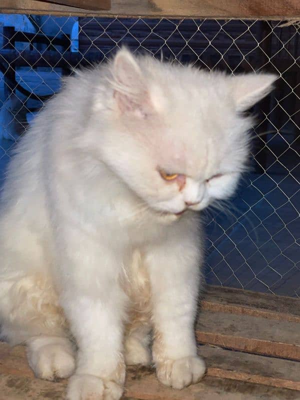 Persian cat White colour Five fase. 2