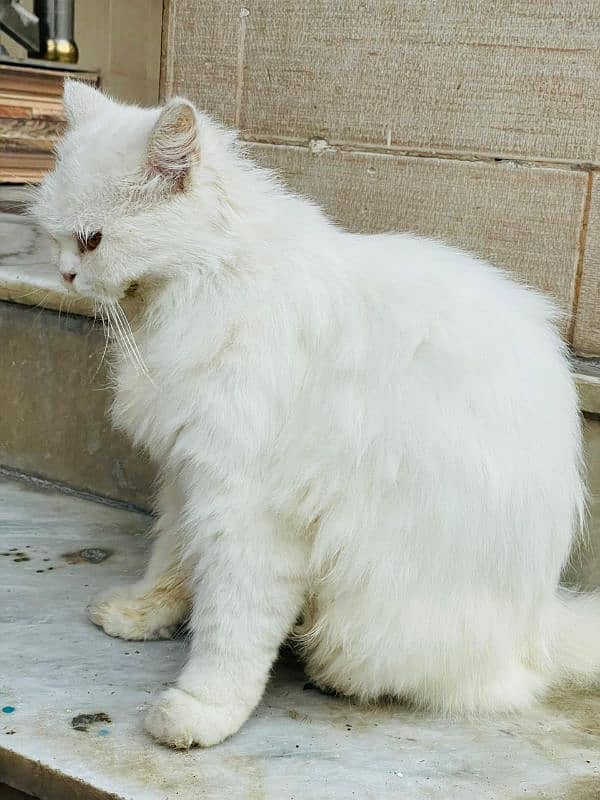 Persian cat White colour Five fase. 3