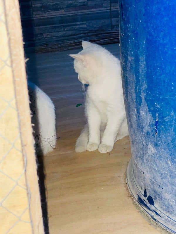 Persian cat White colour Five fase. 4