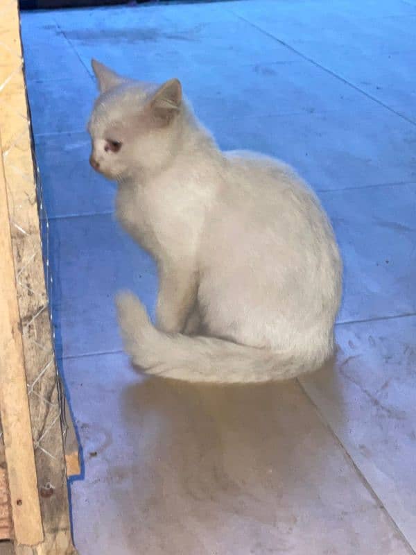 Persian cat White colour Five fase. 6