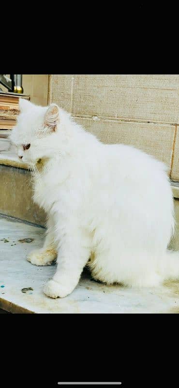 Persian cat White colour Five fase. 8