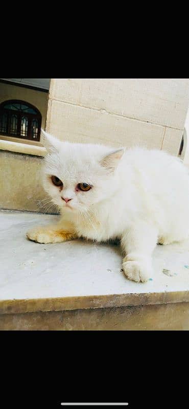 Persian cat White colour Five fase. 9