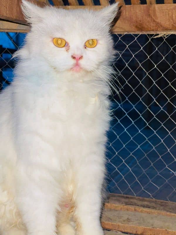 Persian cat White colour Five fase. 10