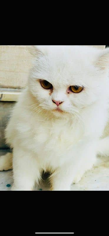 Persian cat White colour Five fase. 11