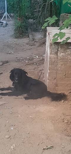 Male Black Labrador URGENT SALE (EXCHANGE POSSIBLE)