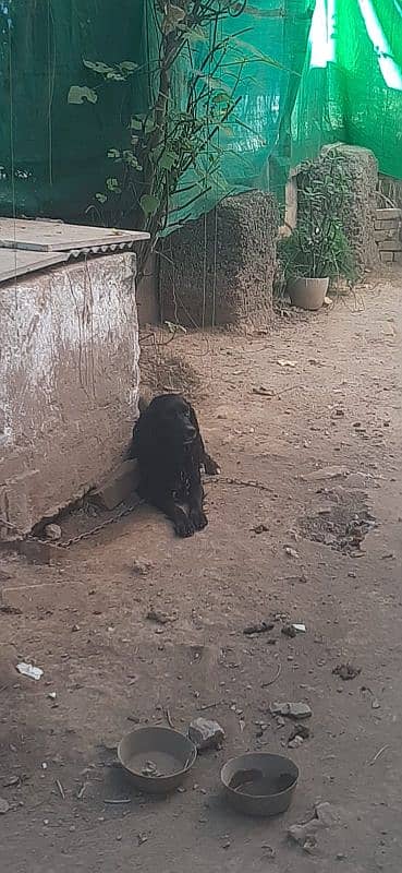 Male Black Labrador URGENT SALE (EXCHANGE POSSIBLE) 1