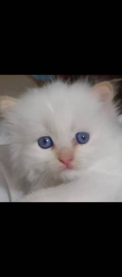 Persian kitten