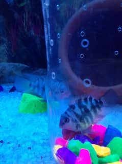 female blue polar parrot fish