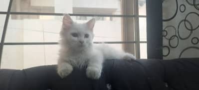 | Triple Coated | White Persian Kitten