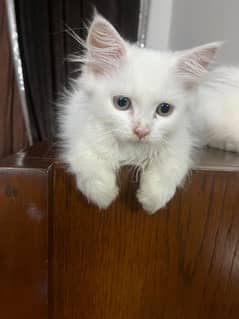 | Triple Coated | White Persian Kitten