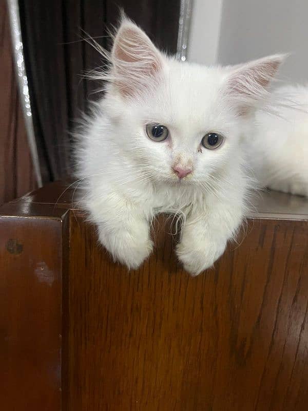 | Triple Coated | White Persian Kitten 0