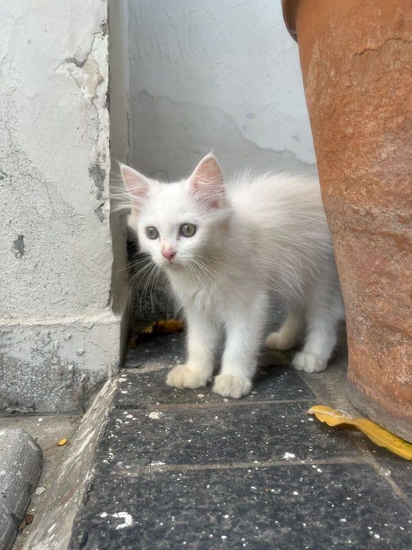 | Triple Coated | White Persian Kitten 1