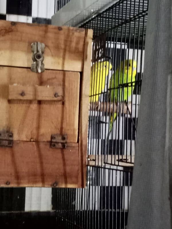 Australian parrots breeder pair Red eye female and king size male. 0