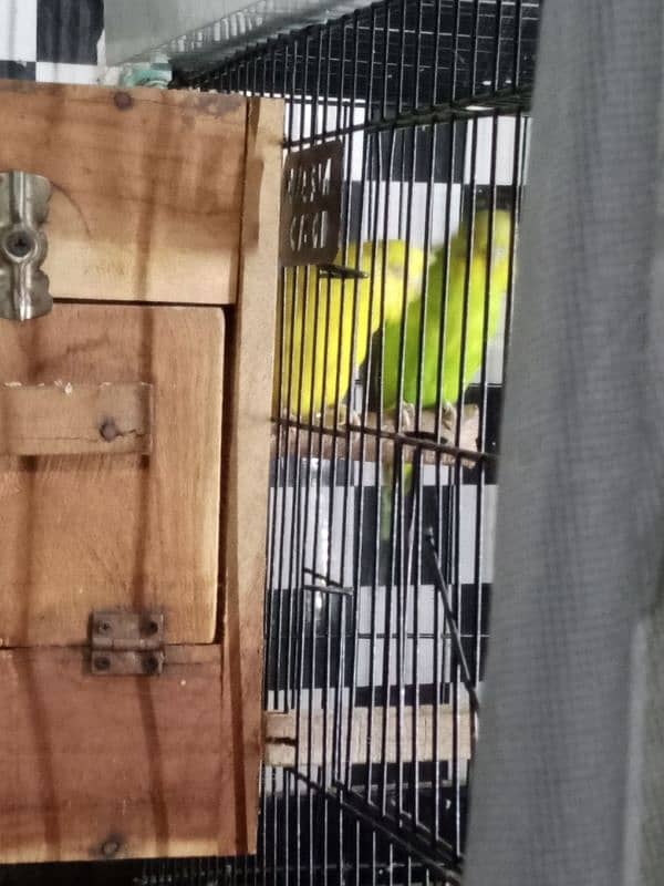 Australian parrots breeder pair Red eye female and king size male. 3