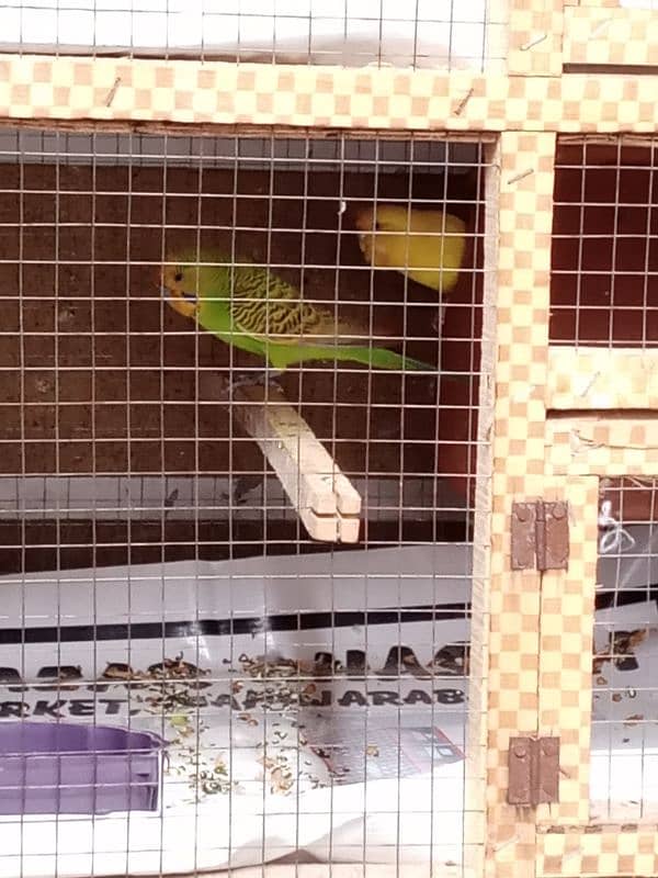 Australian parrots breeder pair Red eye female and king size male. 4