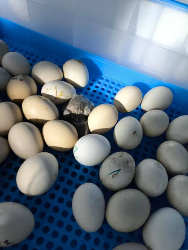 Yiwan fully automatic Incubator 70 eggs drawer type. 1