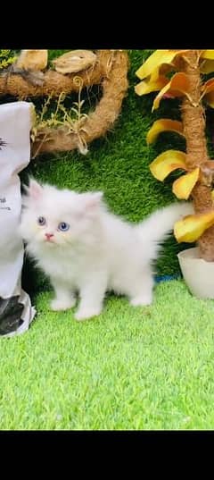 Persian cat for sale female or male my WhatsApp0323=00=97=122