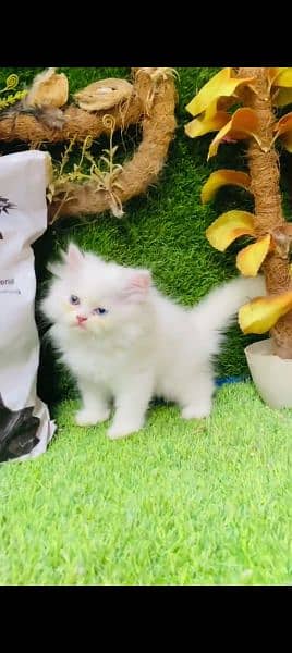 Persian cat for sale female or male my WhatsApp0323=00=97=122 1