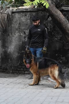 German Shepherd Puppy Long Hair