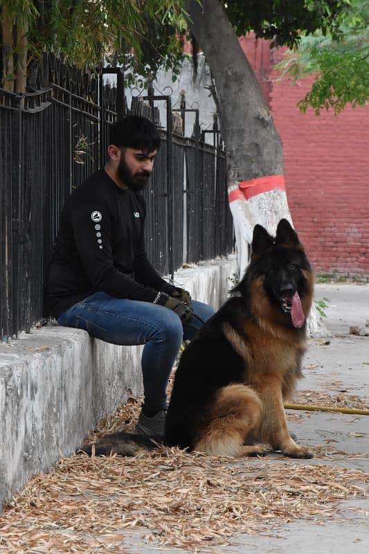 German Shepherd Puppy Long Hair 2