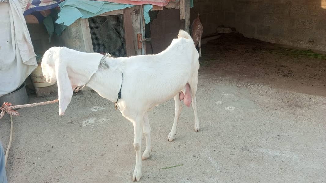 Pure Rajanpuri Goat 1