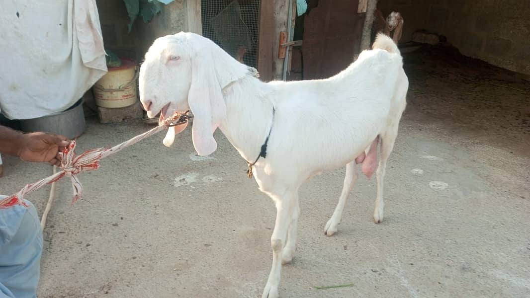 Pure Rajanpuri Goat 2