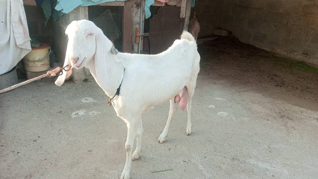 Pure Rajanpuri Goat 3