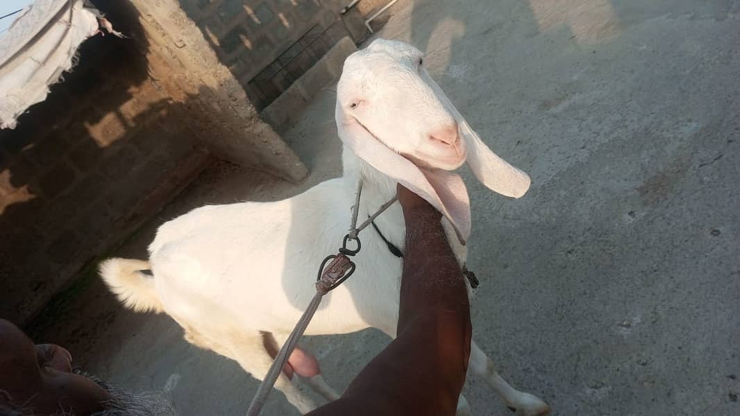 Pure Rajanpuri Goat 4