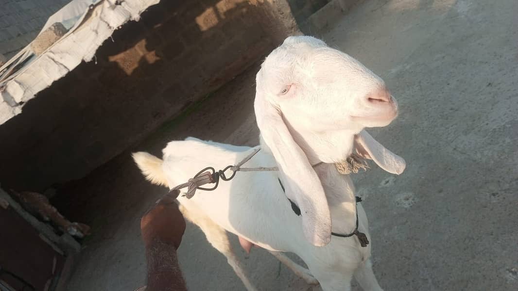 Pure Rajanpuri Goat 5