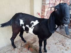 Bakra