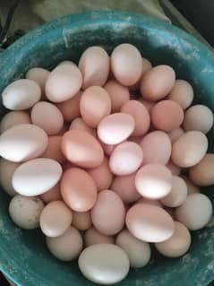 dasi eggs