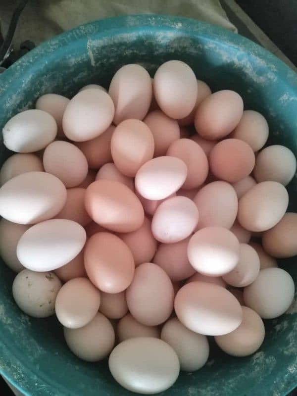 dasi eggs 0