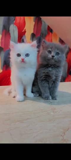 Persian cat for sale female or male my WhatsApp 0323=00=97=122