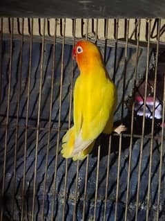 love bird yellow