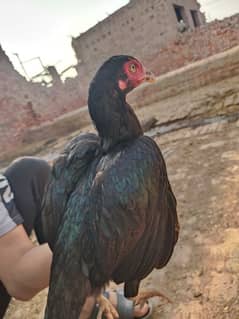 1 black murgha 5 female for sale achi nasl ki ha