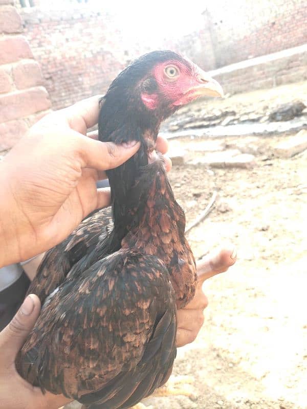 1 black murgha 5 female for sale achi nasl ki ha 4