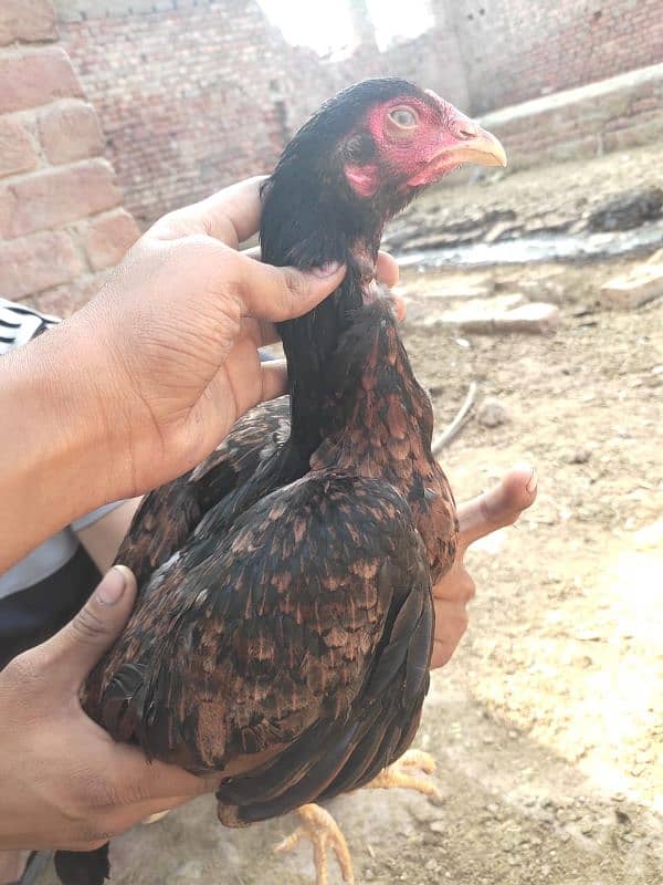 1 black murgha 5 female for sale achi nasl ki ha 8