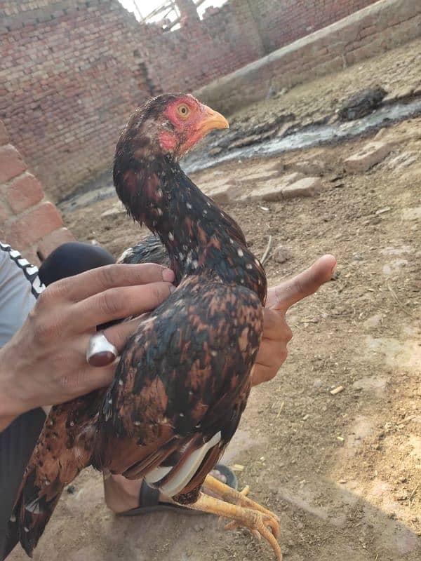 1 black murgha 5 female for sale achi nasl ki ha 11