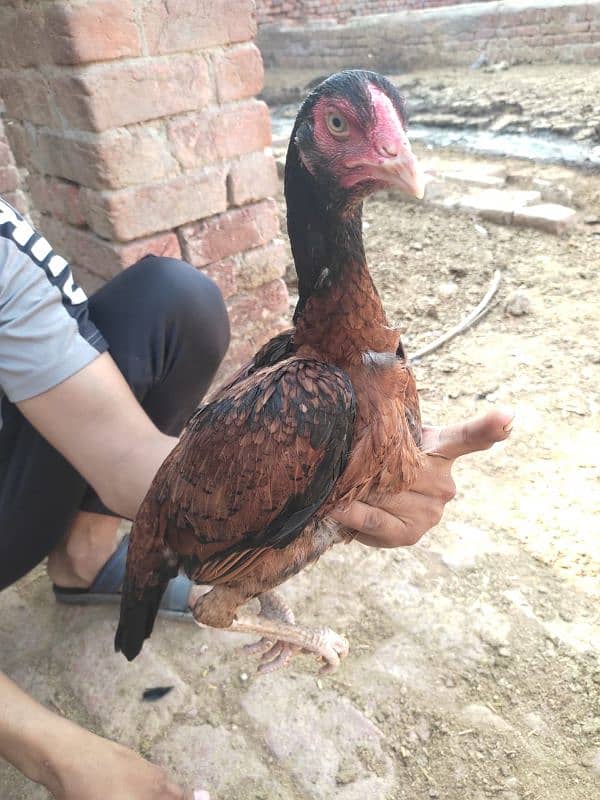 1 black murgha 5 female for sale achi nasl ki ha 12