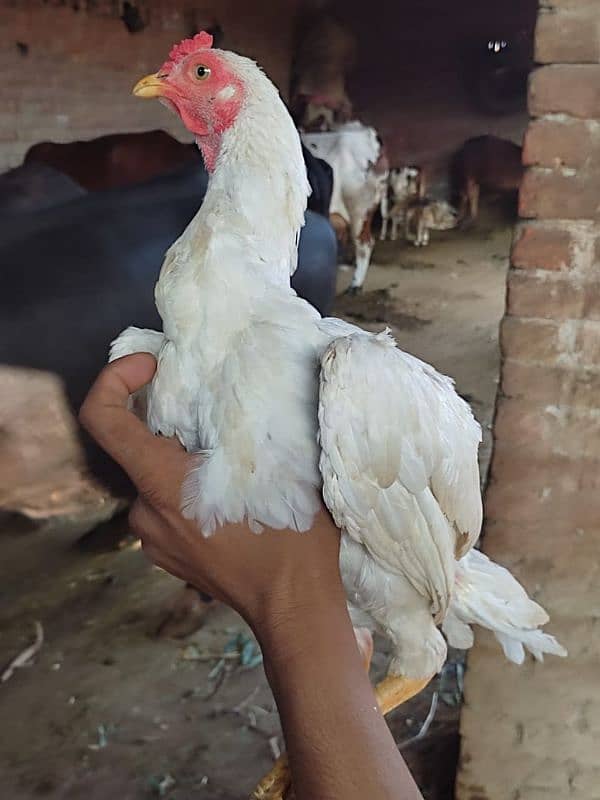 1 black murgha 5 female for sale achi nasl ki ha 14