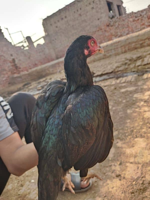 1 black murgha 5 female for sale achi nasl ki ha 17