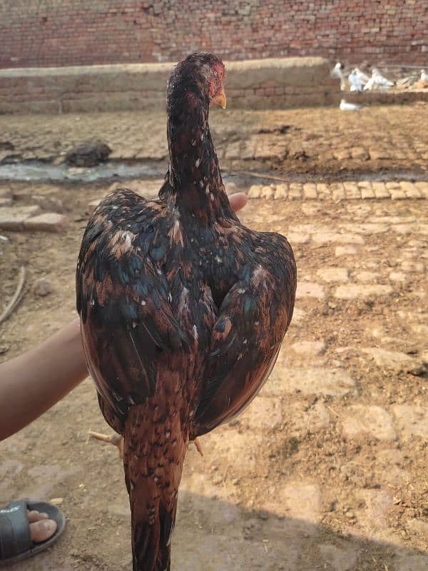 1 black murgha 5 female for sale achi nasl ki ha 18