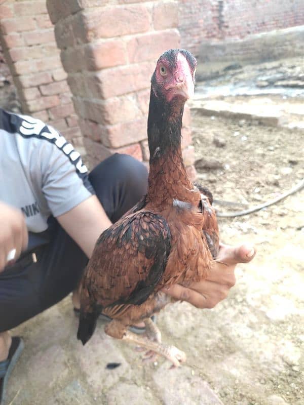 1 black murgha 5 female for sale achi nasl ki ha 19