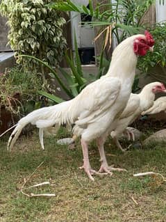 white peper hen